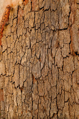 bark of tree with crack texture