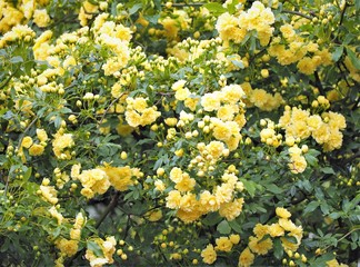 モッコウバラの黄色い花　春の庭