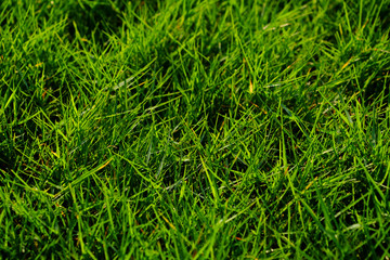 green grass lawn with light in the morning