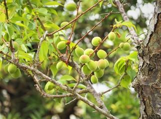 庭の梅の実　青梅
