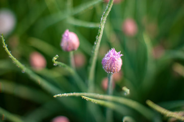 Green onion salad in garden in dew droplets. Purple buds blooming onions. Natural lighting effects. Water drops close up. Shallow depth of field. Selective focus, handmade artistic image of nature