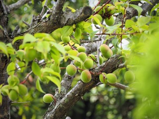 Obraz premium 庭の梅の実 青梅