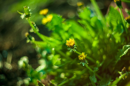Yellow dandelion flowers close-up in field on nature on green background. Colorful artistic image, free copy space. Natural lighting effects. Shallow depth of field. Selective focus, Floral landscape
