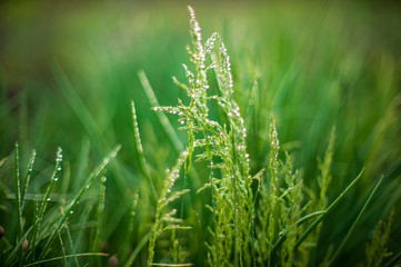 Green bush of grass with ears is covered with dew drops. .Natural lighting effects. Water drops close up. Shallow depth of field. Selective focus, handmade artistic image of nature. Floral landscape