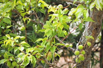 庭の梅の実　青梅