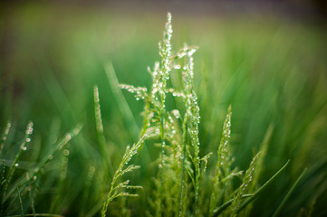 Green bush of grass with ears is covered with dew drops. .Natural lighting effects. Water drops close up. Shallow depth of field. Selective focus, handmade artistic image of nature. Floral landscape