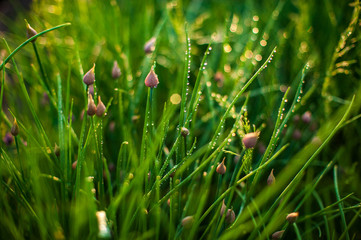 Green onion salad in garden in dew droplets. Purple buds blooming onions. Natural lighting effects. Water drops close up. Shallow depth of field. Selective focus, manual artistic image of nature