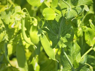 菜園のサヤエンドウ