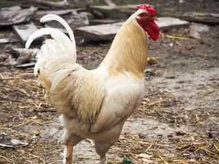 White cock on a rustic yard