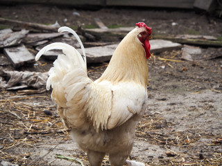 White cock in the yard of the farm
