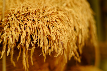 spike rice in basket closeup
