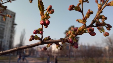 tree, spring, nature, branch, blossom, flower, cherry, plant, red, season, pink, bloom, white, flowers, sky, winter, bud, blooming, berry, autumn, beauty, blue, flora, berries, natural