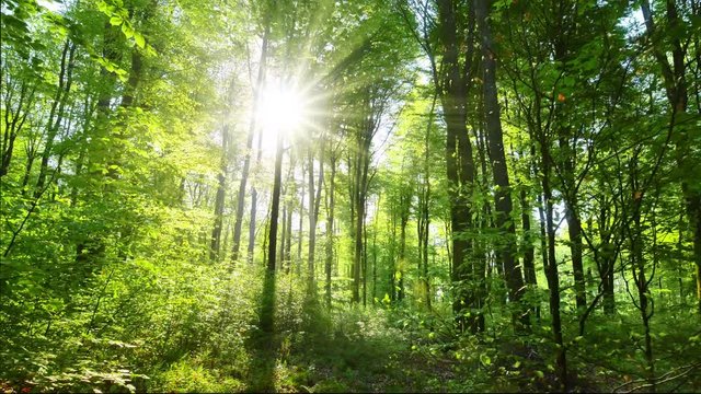 Spring beech forest in vivid shades of fresh green illuminated by beautiful warm sun, gimbal shot