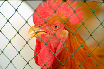 closeup face of chicken in coop