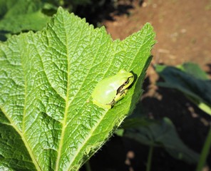 葉っぱの上の二ホンアマガエル