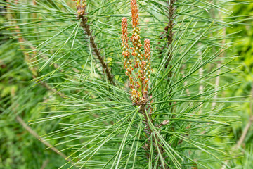 Young shoots of pine Umbraculifera on blurred background of evergreens. Close-up. Long green needles around young shoots. Nature concept for design.