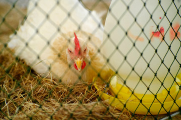 chicken in coop