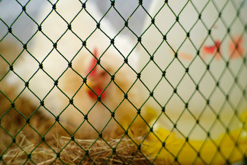 closeup mesh of chicken coop © srckomkrit