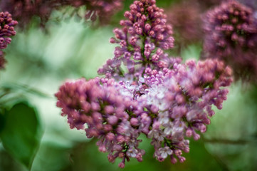 Obraz premium Lilac white pale pinkish-violet color flowers blossom flowers in spring garden. Soft selective focus. Floral natural background spring time season Dreamy gentle air artistic image. author processing