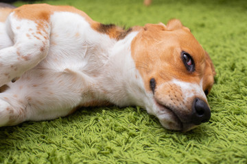 Beagle lying o a green carpet