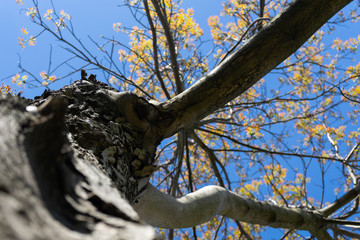 Looking down at a tree trunk in the treetop
