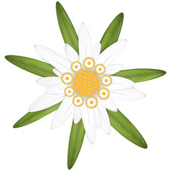 edelweiss flower symbol - obrazy, fototapety, plakaty