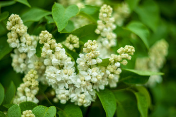 Lilac white pale pinkish-violet color flowers blossom flowers in spring garden. Soft selective focus. Floral natural background spring time season Dreamy gentle air artistic image. author processing