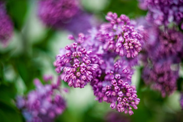 Obraz premium Lilac white pale pinkish-violet color flowers blossom flowers in spring garden. Soft selective focus. Floral natural background spring time season Dreamy gentle air artistic image. author processing