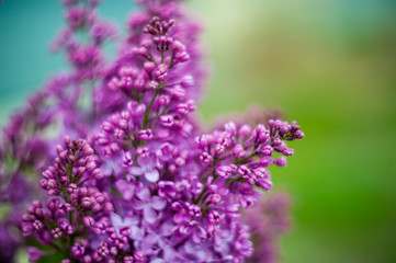 Lilac white pale pinkish-violet color flowers blossom flowers in spring garden. Soft selective focus. Floral natural background spring time season Dreamy gentle air artistic image. author processing