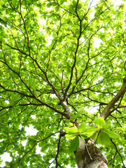 green leaf of Terminalia catappa tree in spring season