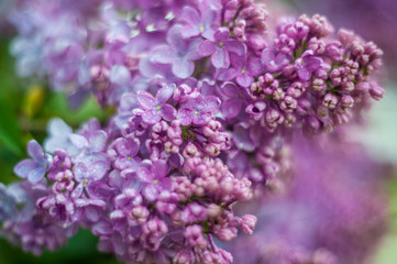 Lilac white pale pinkish-violet color flowers blossom flowers in spring garden. Soft selective focus. Floral natural background spring time season Dreamy gentle air artistic image. author processing