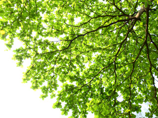 green leaf of Terminalia catappa tree in spring season