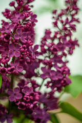 Lilac white pale pinkish-violet color flowers blossom flowers in spring garden. Soft selective focus. Floral natural background spring time season Dreamy gentle air artistic image. author processing