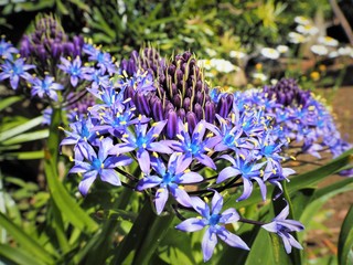 オオツルボの青紫の花