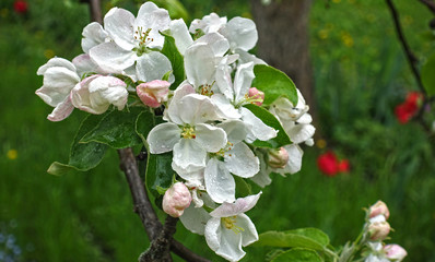 Blooming flowers of apple against the backdrop of green