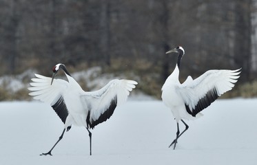 Dancing Cranes. The ritual marriage dance of cranes. The red-crowned crane. Scientific name: Grus japonensis, also called the Japanese crane or Manchurian crane, is a large East Asian Crane.