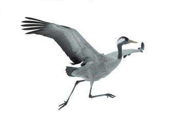 Eurasian crane. Isolated on white background.  Scientific name: Grus grus, Grus communis.  Eurasian...