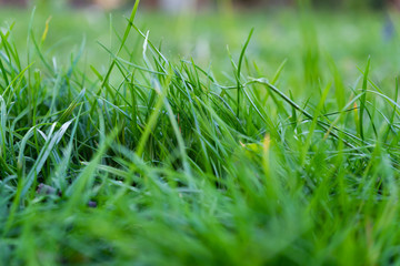 Green grass in the closeup
