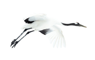 Flight of crane. Isolated on white. The red-crowned crane. Scientific name: Grus japonensis, also called the Japanese  or Manchurian crane, is a large East Asian Crane.