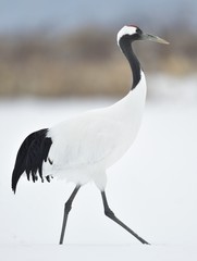 The red-crowned crane. Scientific name: Grus japonensis, also called the Japanese crane or Manchurian crane, is a large East Asian crane. Winter season. Japan.