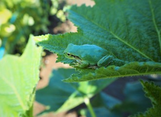 葉っぱの上の二ホンアマガエル