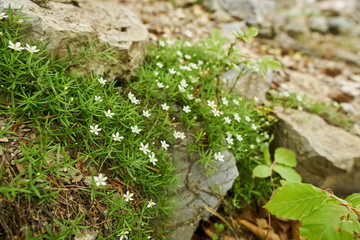 Small wild flowers