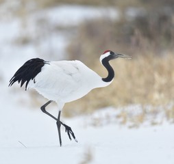The red-crowned crane. Scientific name: Grus japonensis, also called the Japanese crane or Manchurian crane, is a large East Asian crane. Winter season. Japan.
