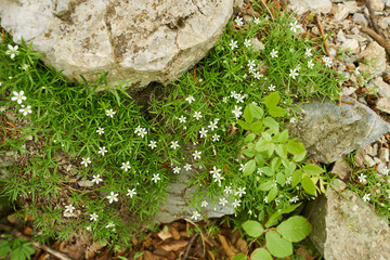 Small wild flowers