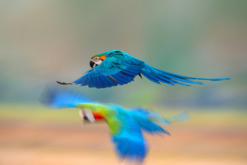 Blue and gold macaw flying ,Beautiful bird in the world