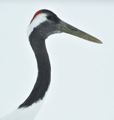 The red-crowned crane. Close up portrait. Scientific name: Grus japonensis, also called the Japanese crane or Manchurian crane, is a large East Asian Crane.