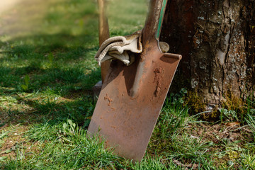 Shovel spade in the garden oak tree spring