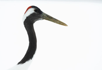 The red-crowned crane. Close up portrait, isolated on white background. Scientific name: Grus japonensis, also called the Japanese crane or Manchurian crane, is a large East Asian Crane.
