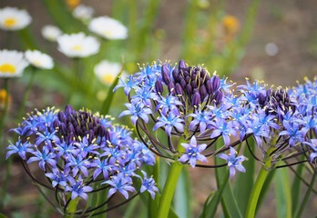 オオツルボの青紫の花
