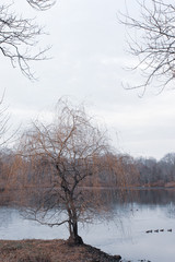 Fototapeta premium Autumn on the lake with Ducks